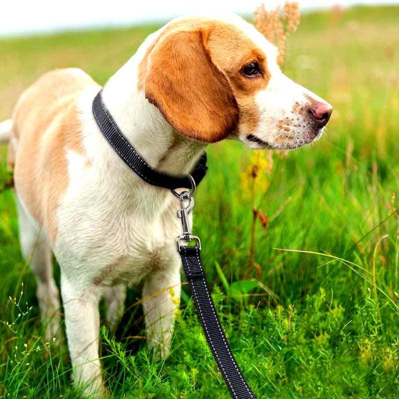 RawPet - Laisse réfléchissante pour chien