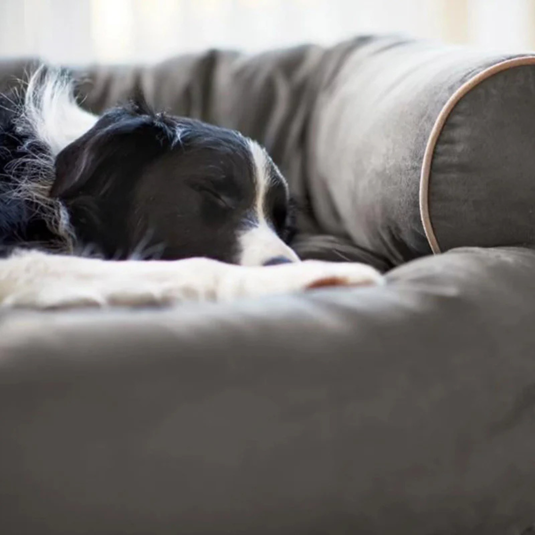 PetWell - Lit orthopédique pour chien avec propriétés apaisantes