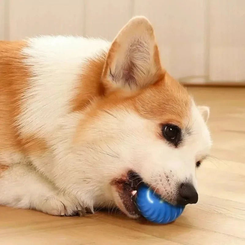 MaxPlay - Balle interactive de jeu pour chien